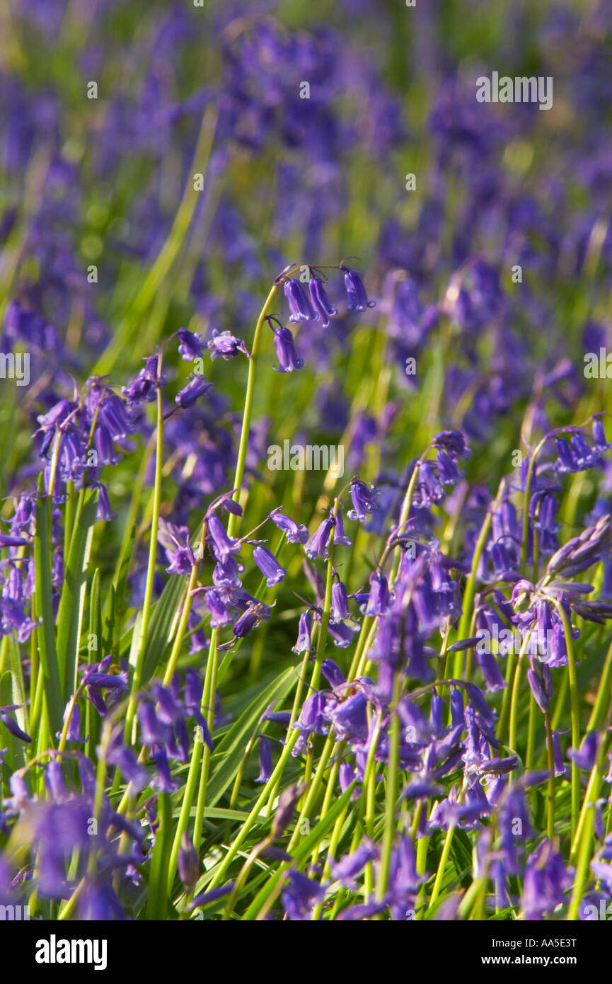Las campánulas azules en woodland Foto de stock