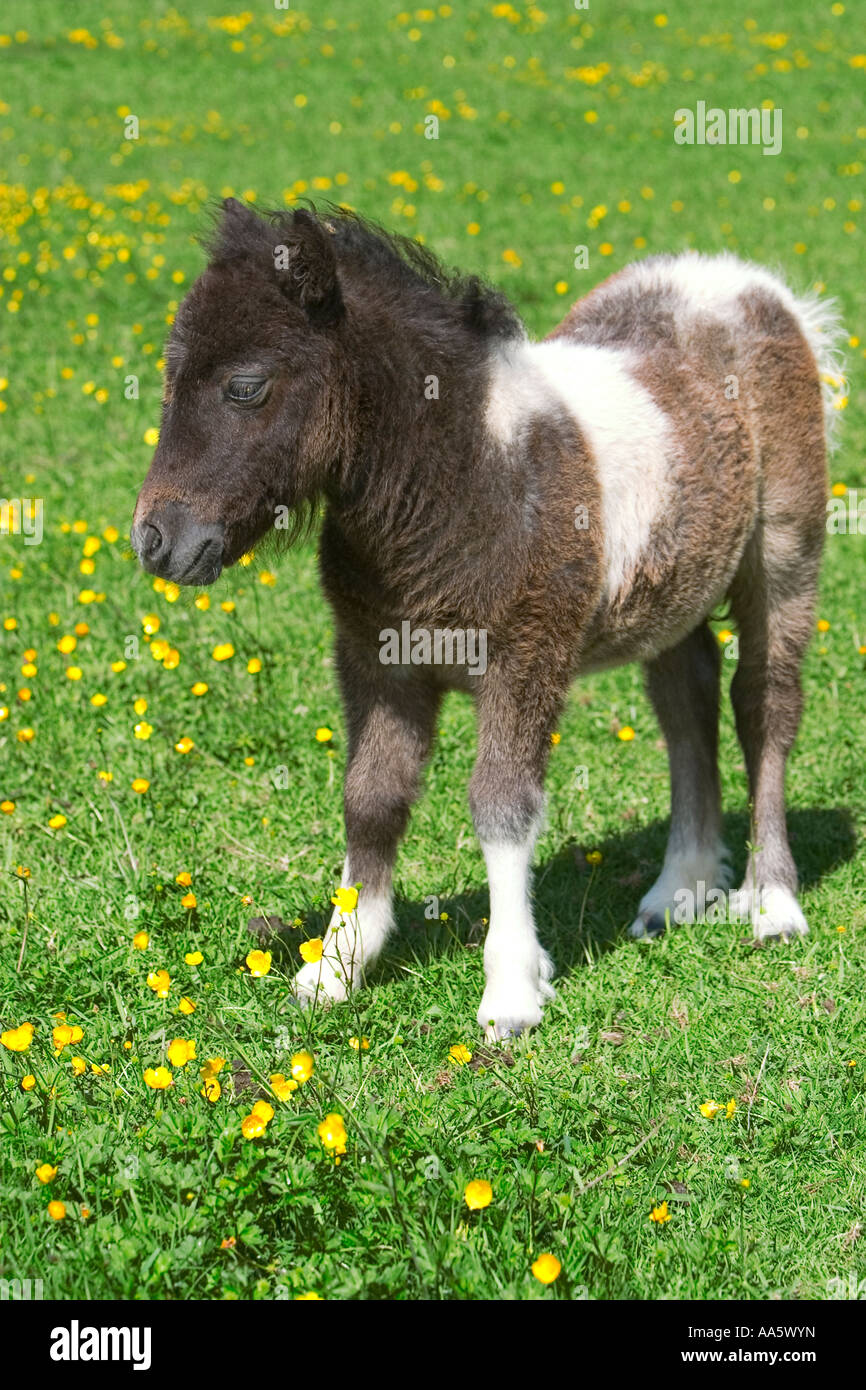 eje brazo Cuerda Un pony miniatura potro en un campo de ranúnculos amarillos con el fondo  lanzados fuera de foco Fotografía de stock - Alamy