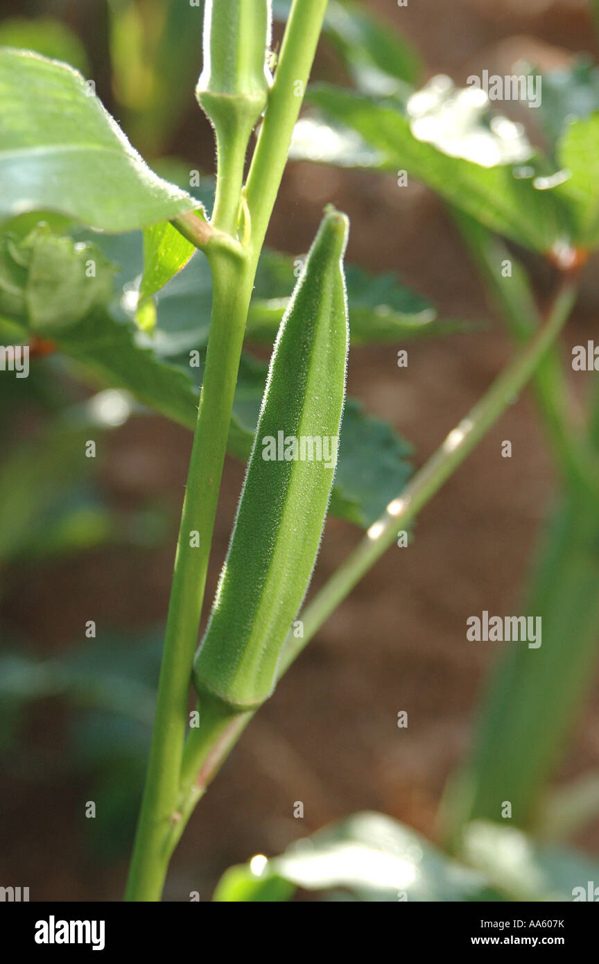 Cultivo de okra fotografías e imágenes de alta resolución Alamy