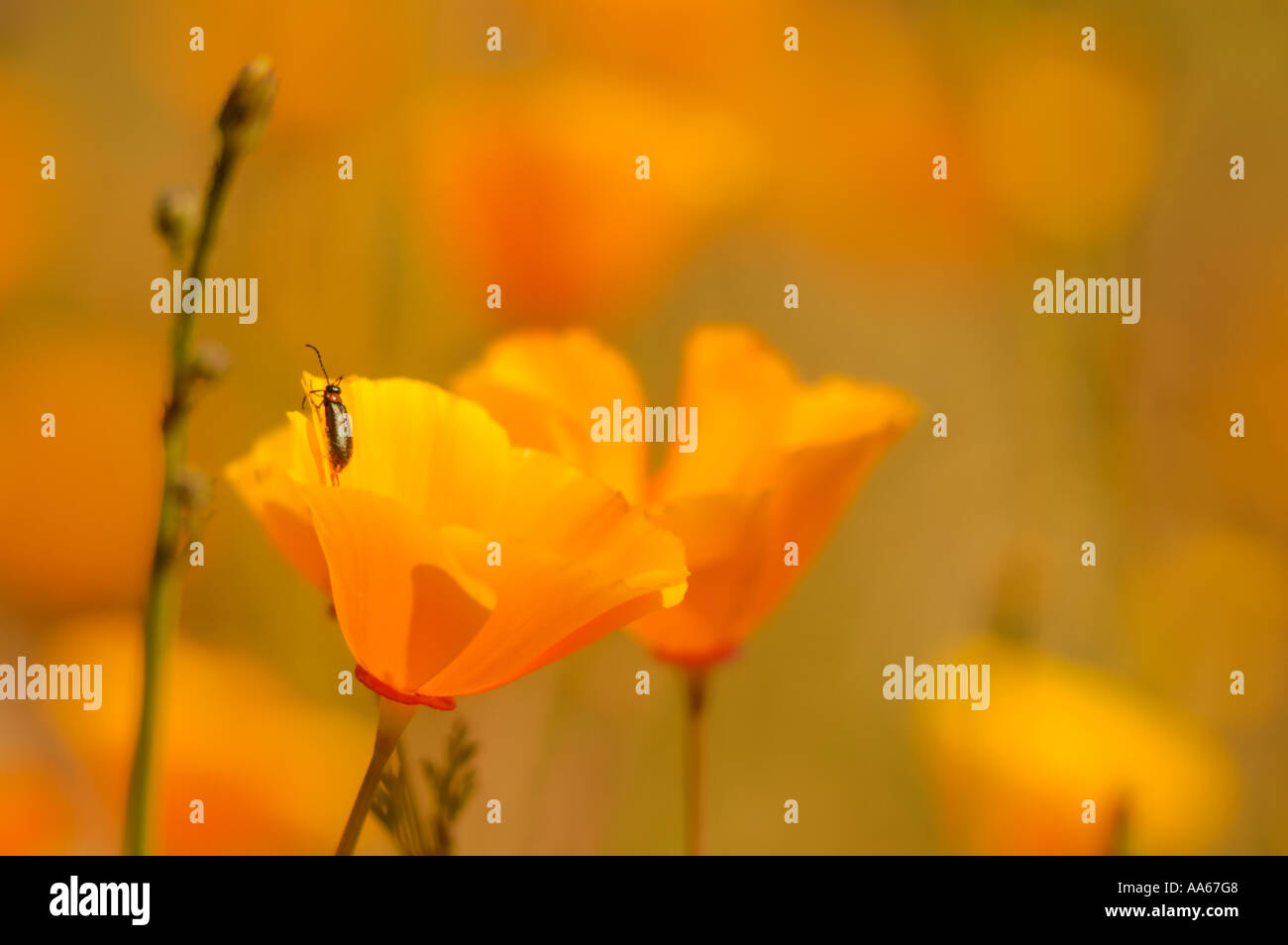 Insecto en la amapola de California (Eschscholzia californiana) en el Parque Regional Mission Trails, San Diego, California, Estados Unidos. Foto de stock