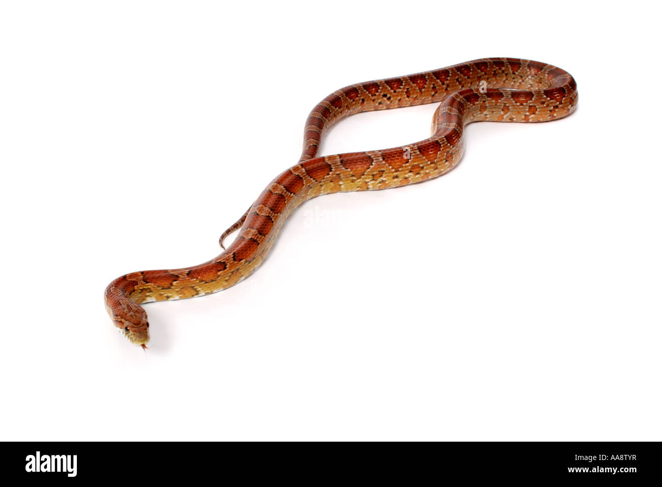 Un estudio de fotografía de una serpiente de maíz. Foto de stock