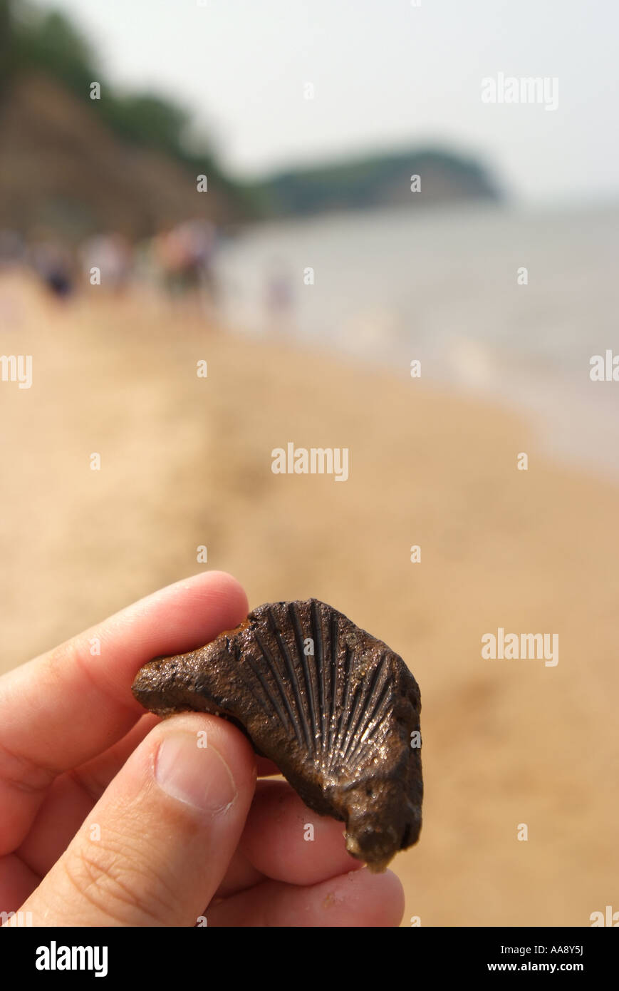 Estados Unidos Maryland Calvert Cliffs State Park una mano sostiene una concha fósil encontrado en la playa Foto de stock