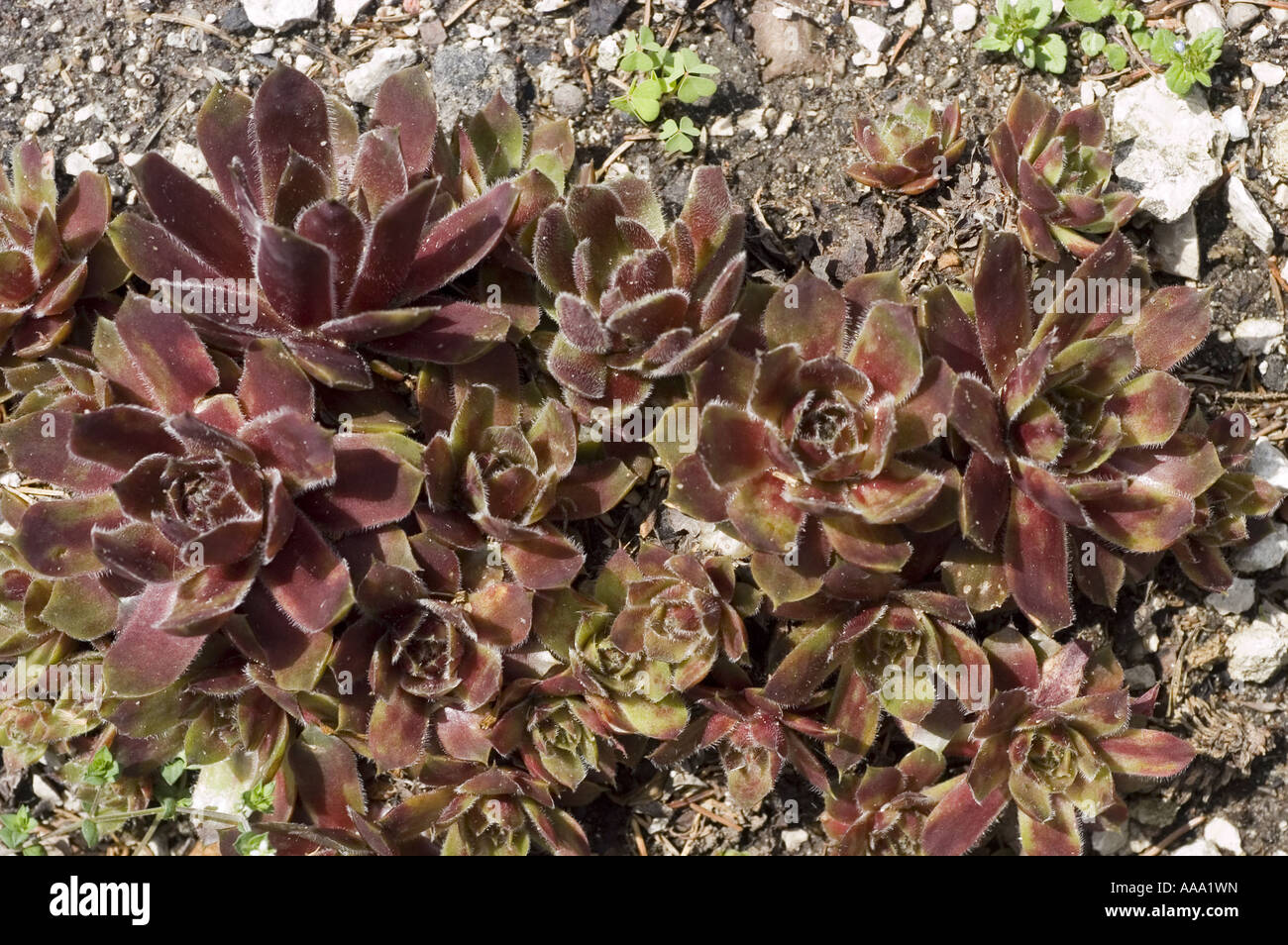 Pale Stonecrop -Crassulaceae - Sedum sediforme Foto de stock