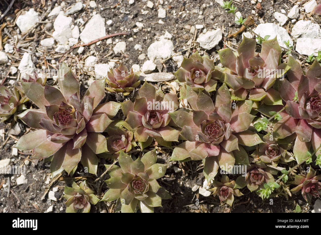 Pale Stonecrop -Crassulaceae - Sedum sediforme Foto de stock