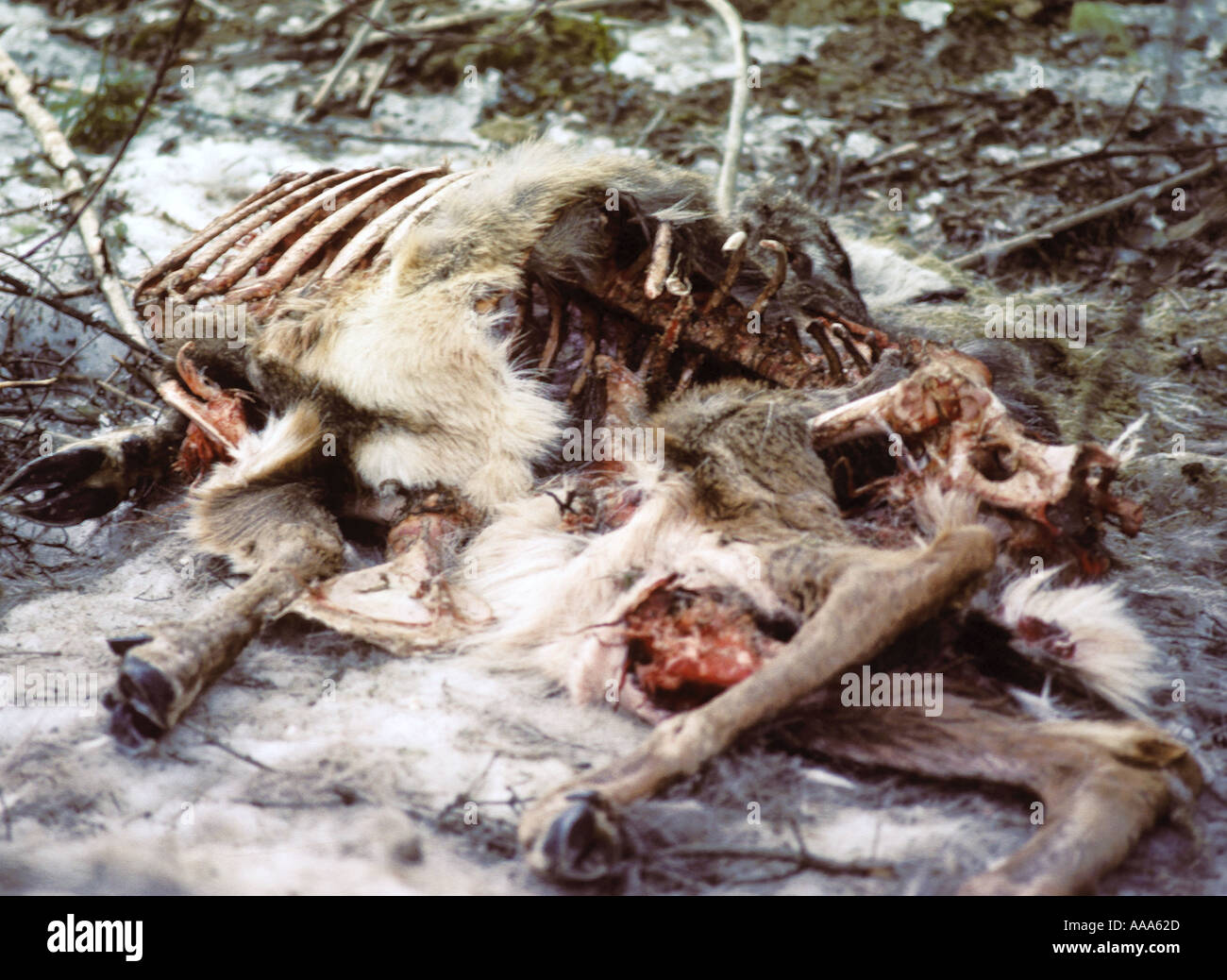 Los ciervos después de ser comidos por los coyotes Foto de stock