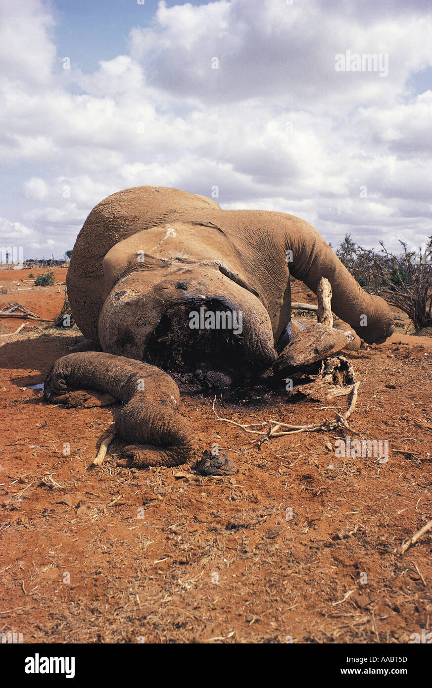 Muerto por cazadores furtivos de elefantes muertos Foto de stock