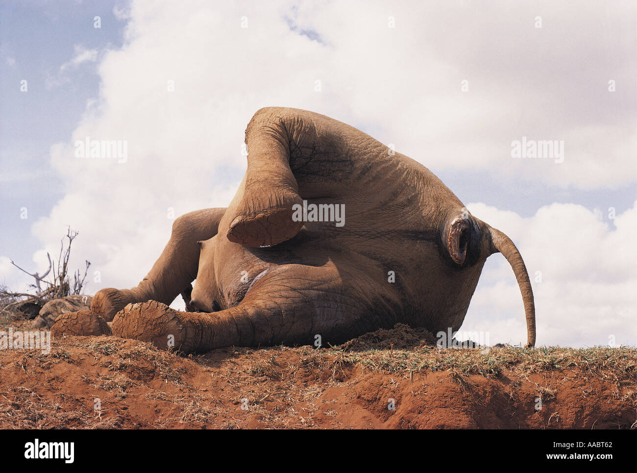 Elefantes muertos asesinados por los cazadores furtivos, el Parque Nacional de Tsavo East África oriental Kenia Foto de stock