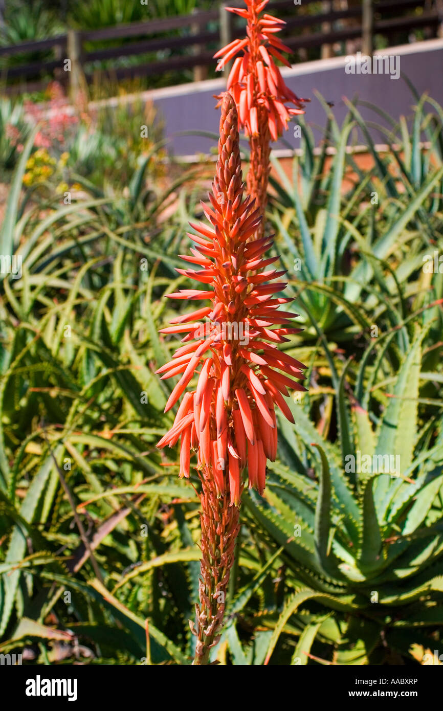 Babosa Aloe Vera Flor Fotografía de stock - Alamy