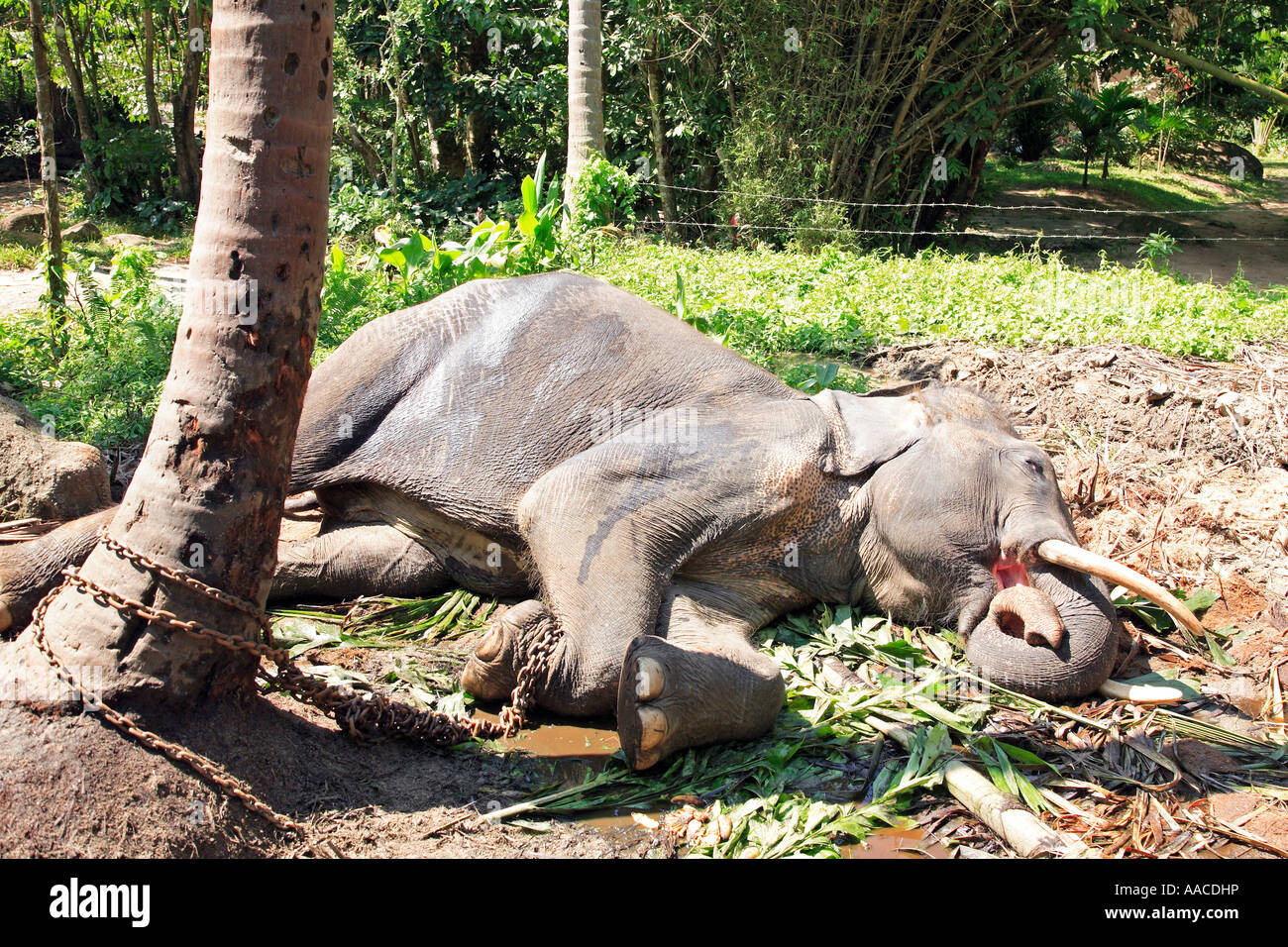 Safari Elefante Campamento Samui Koh Samui Tailandia Foto de stock