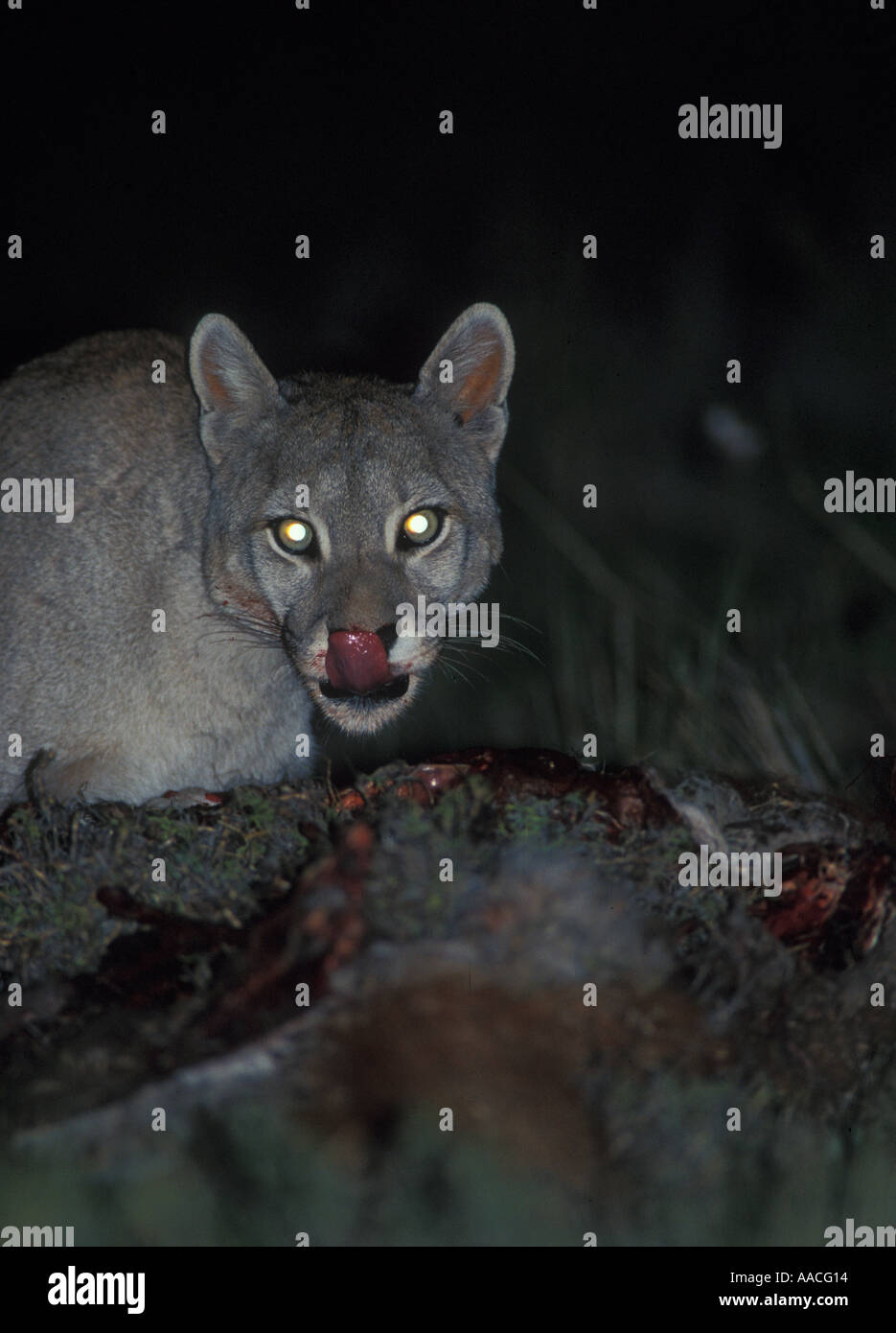 Totalmente salvaje Puma chileno alimentándose de guanaco en la noche en  canal Fotografía de stock - Alamy