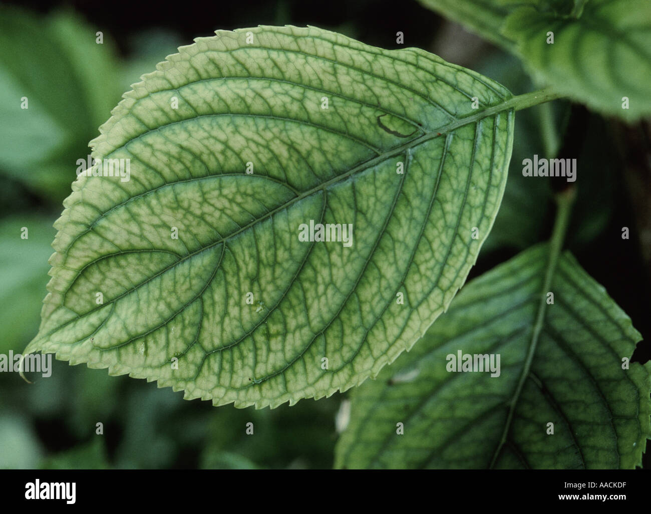 Los síntomas de la deficiencia de hierro en la hortensia leaf Fotografía de  stock - Alamy