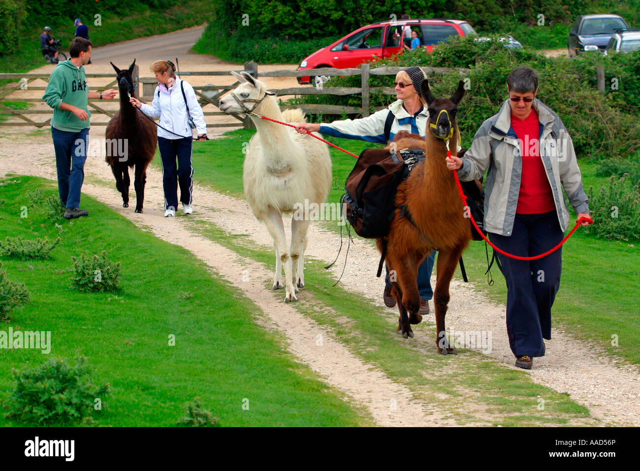 Llama Trekking Brightstone abajo Isle of Wight Inglaterra Gran Bretaña. Foto de stock