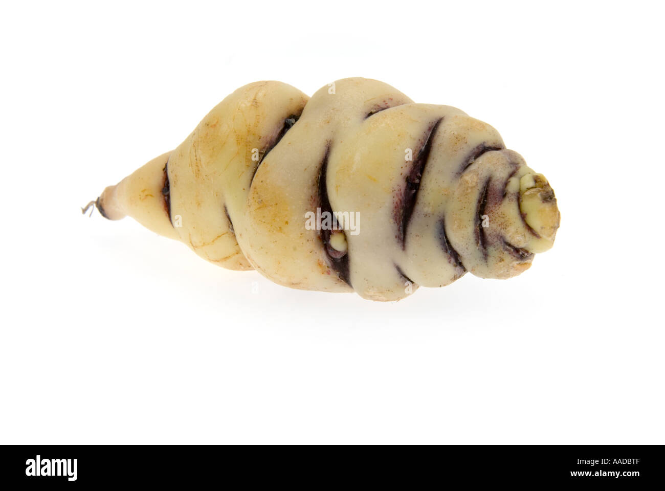 Cubio como un cuerpo protuberante curvatura maschua alimentos cultivo curioso culturev cultivar crecer cultivador de color de corte fuera objeto Foto de stock