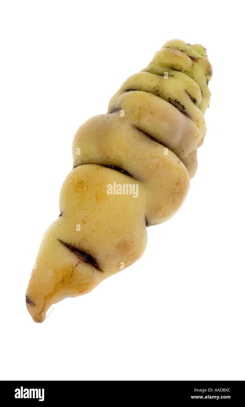 Cubio como un cuerpo protuberante curvatura maschua alimentos cultivo curioso culturev cultivar crecer cultivador de color de corte fuera objeto Foto de stock