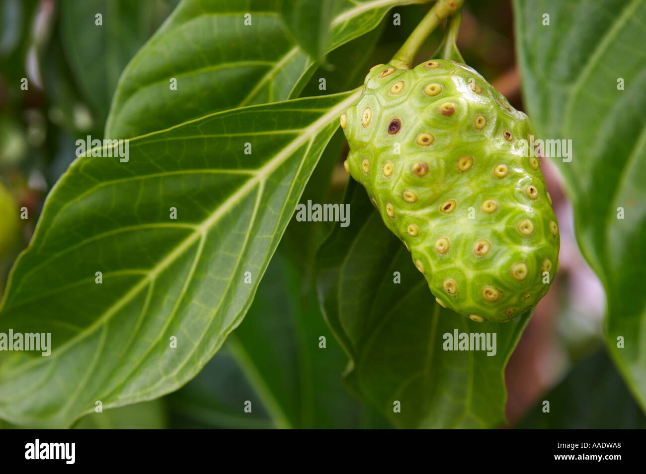 Planta medicinal hawaiana fotografías e imágenes de alta resolución Alamy