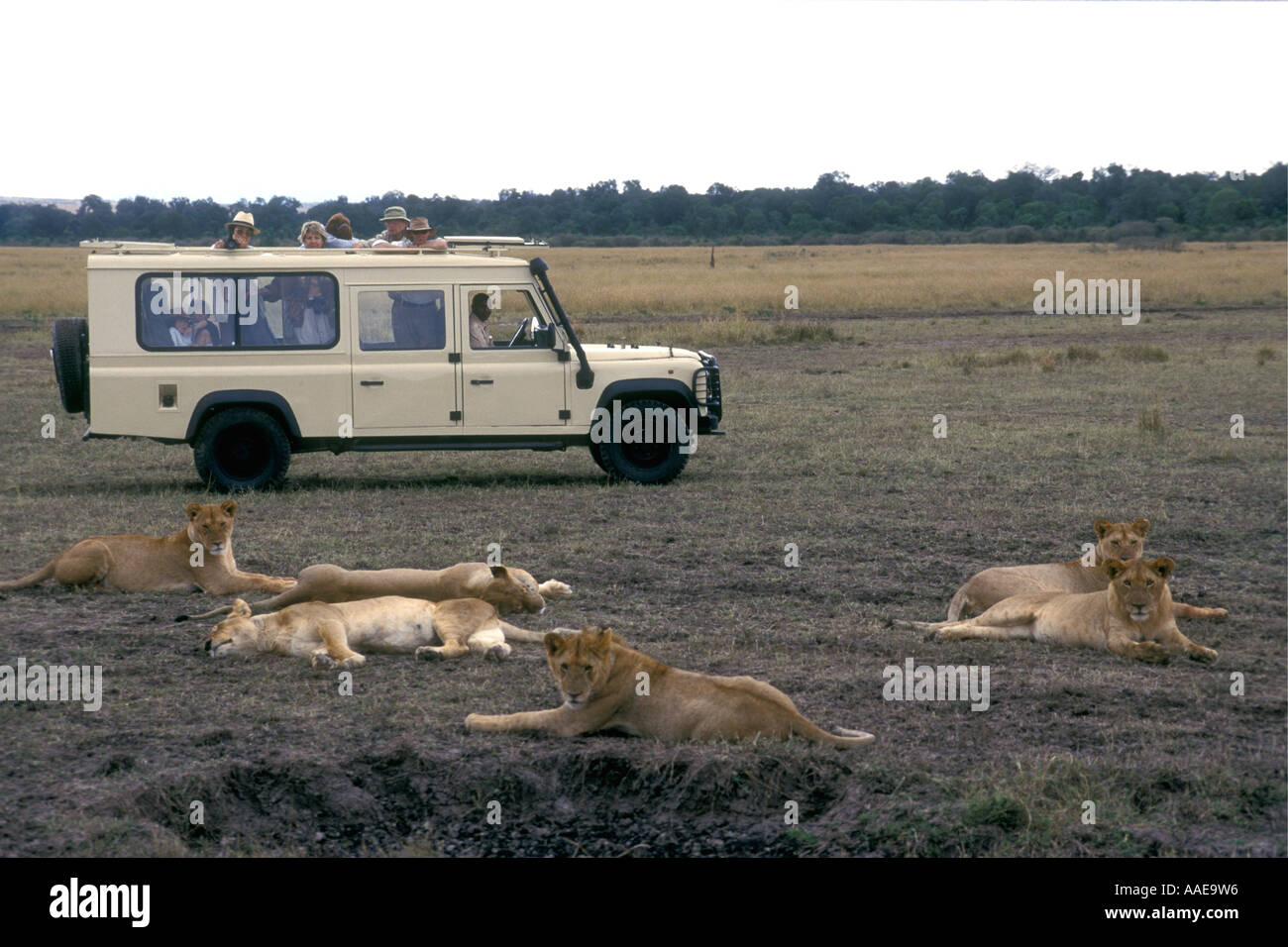 Blanco estirado rematado abierto Landrover con turistas, cerca de un grupo de leonas descansando Foto de stock