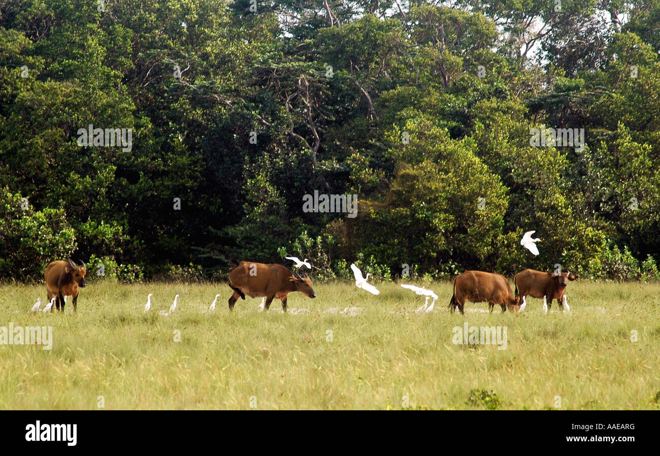 Búfalos de bosque con la garcilla bueyera en estrecha participación en Parque Nacional Loango de Gabón Foto de stock