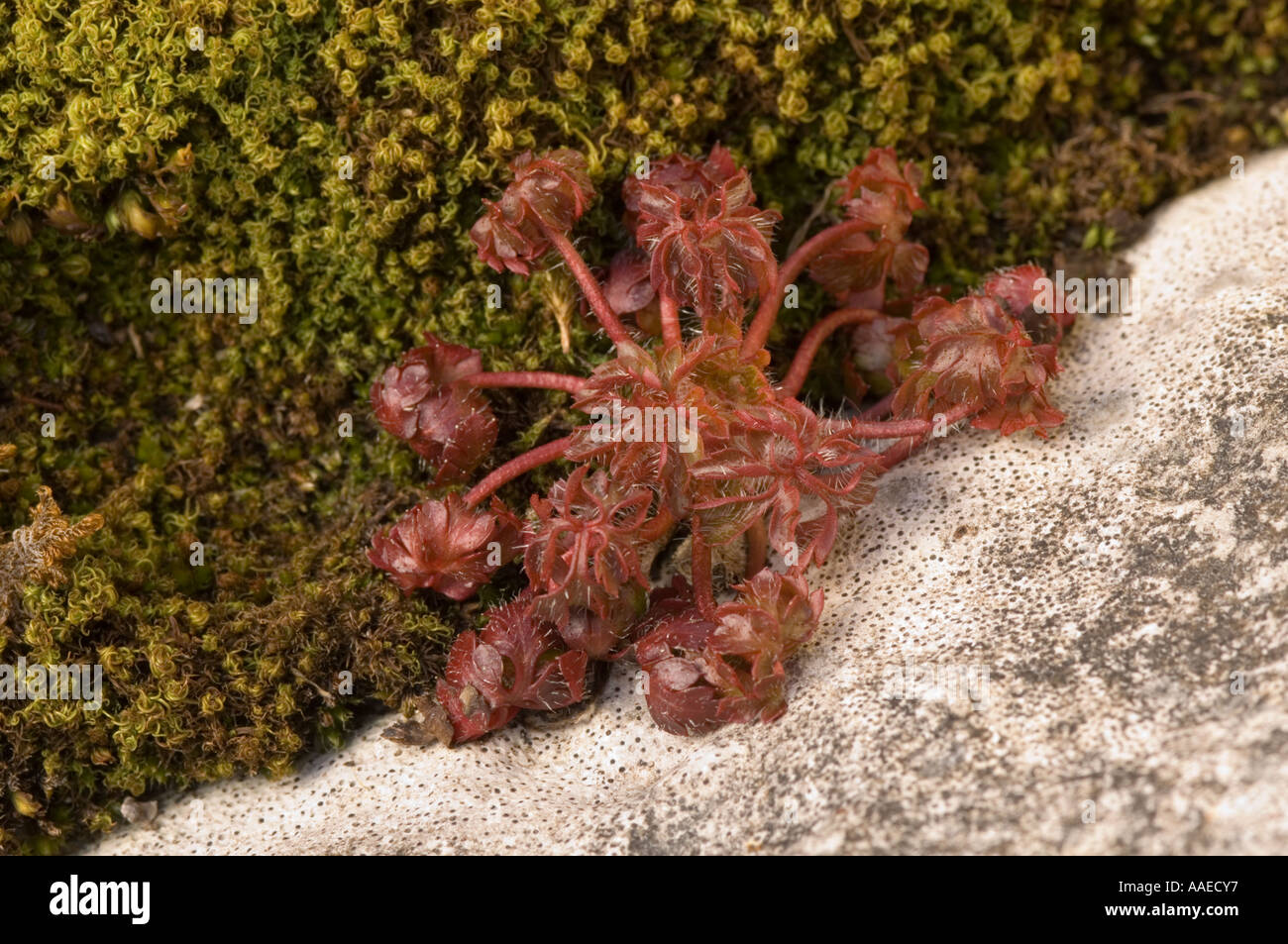 Hoja Redonda Sundew (Drosera rotundifolia) Ribblehead pavimento de piedra caliza, Ribblesdale, North Yorkshire, Inglaterra, Reino Unido. Foto de stock