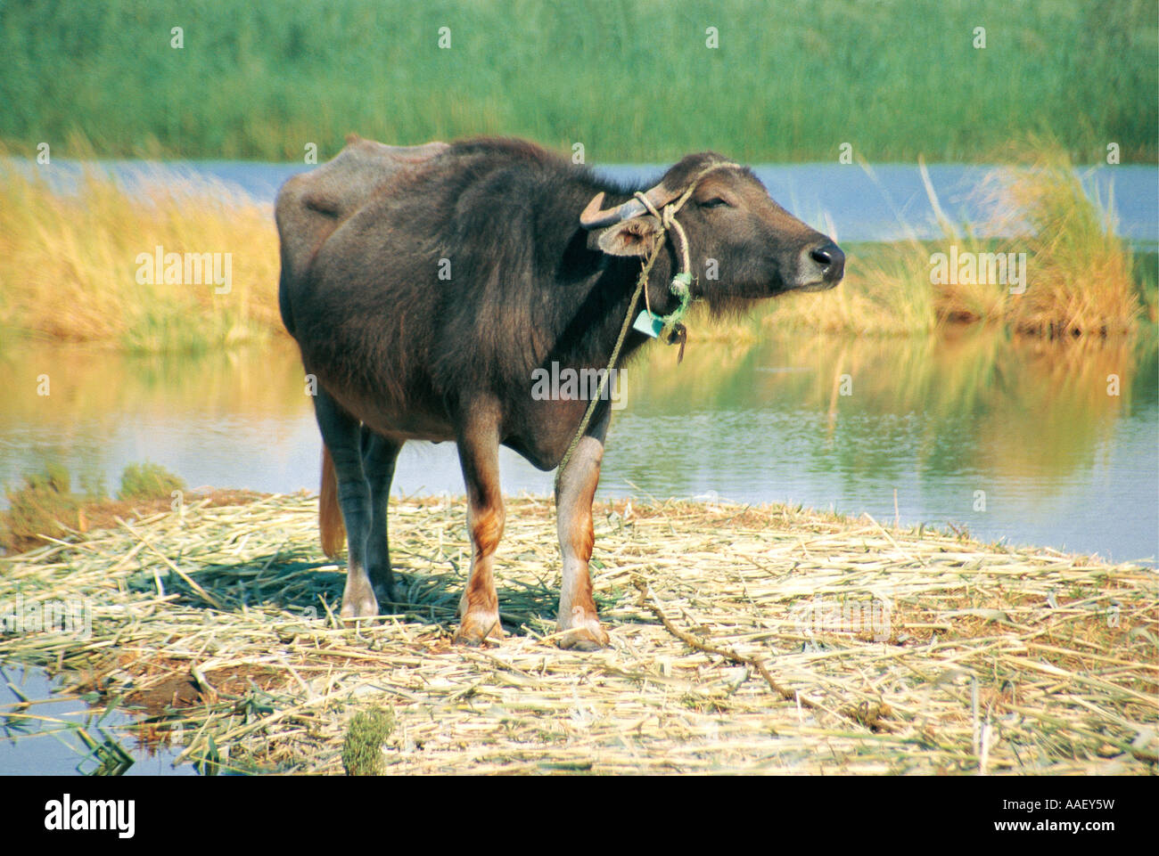 El búfalo de agua domesticado en el Nilo Egipto Foto de stock