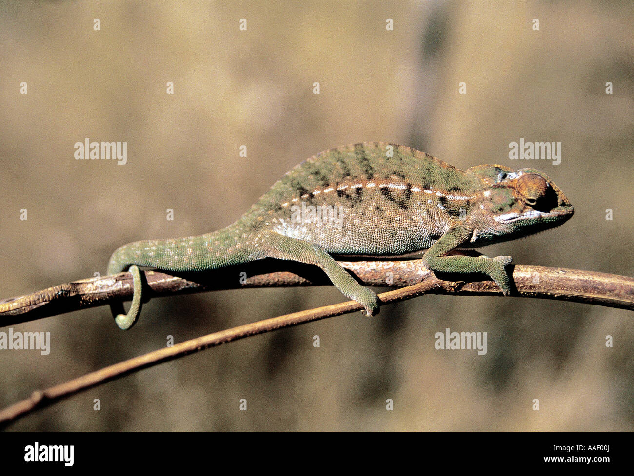 Chameleon Ambalavao usando su cola prensil para agarrar centrales de Madagascar Foto de stock