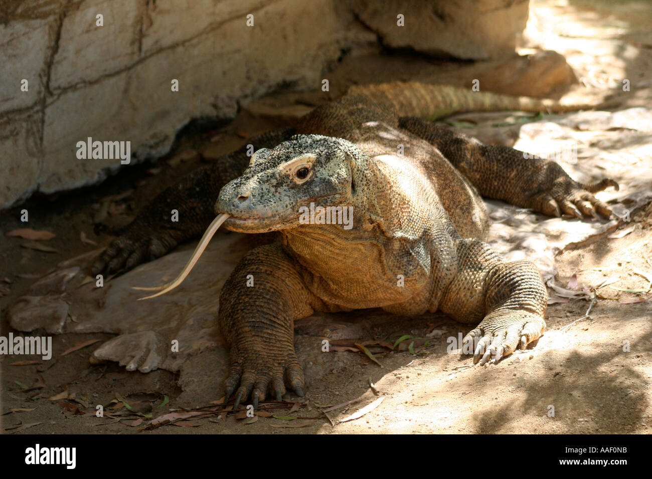 El dragón de Komodo (Varanus komodoensis) Foto de stock