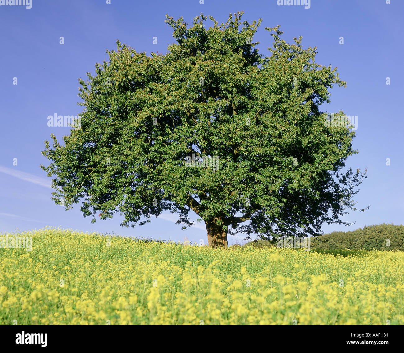 Árbol de semillas de mostaza fotografías e imágenes de alta resolución -  Alamy