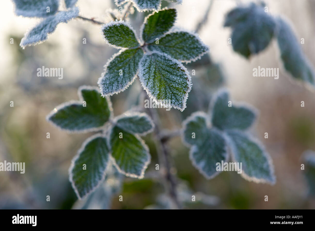 Las heladas en las hojas, en una mañana de invierno Poyntington nr de Sherborne Dorset UK Foto de stock