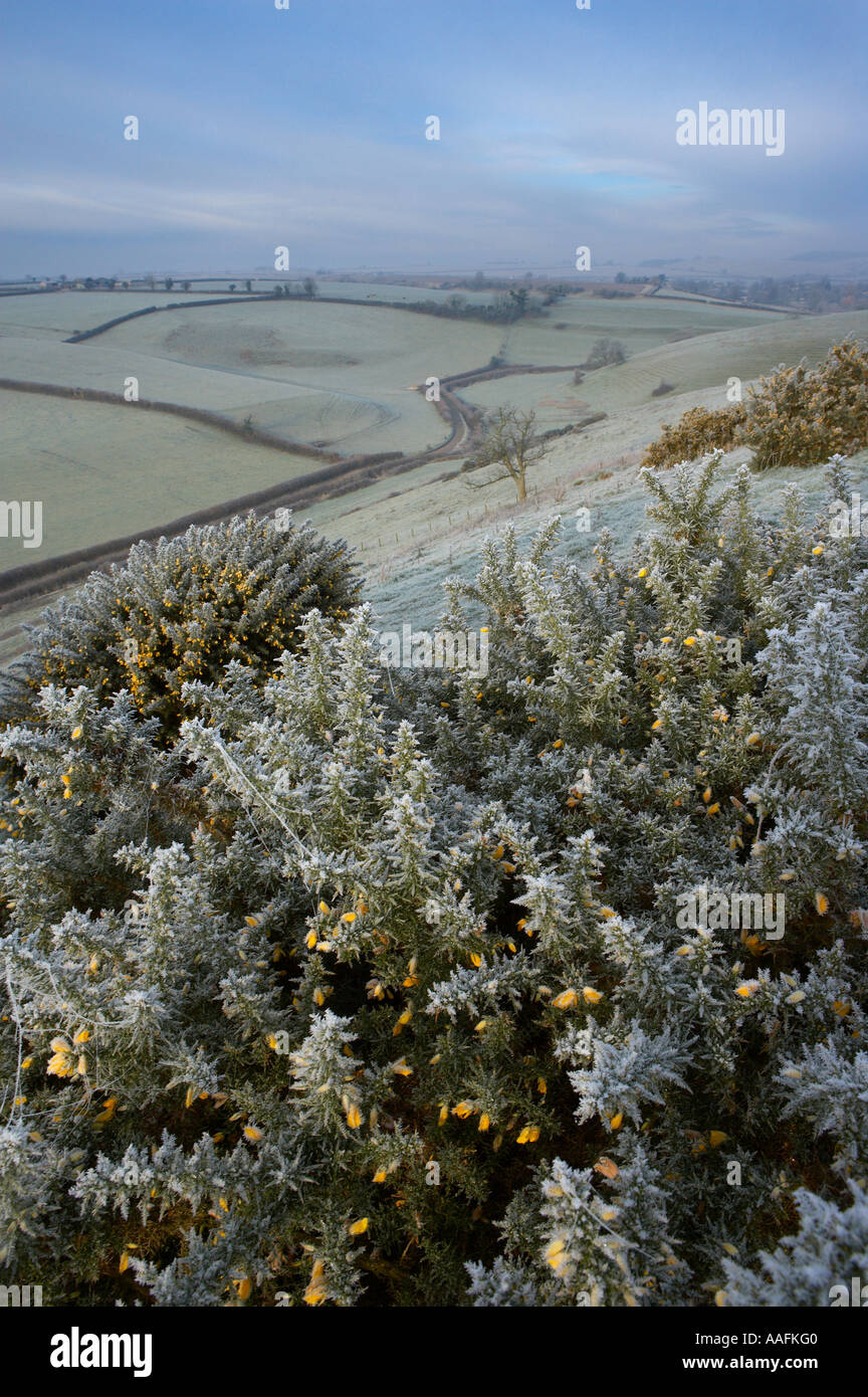 Frost, en una mañana de invierno Poyntington nr de Sherborne Dorset, Inglaterra Foto de stock