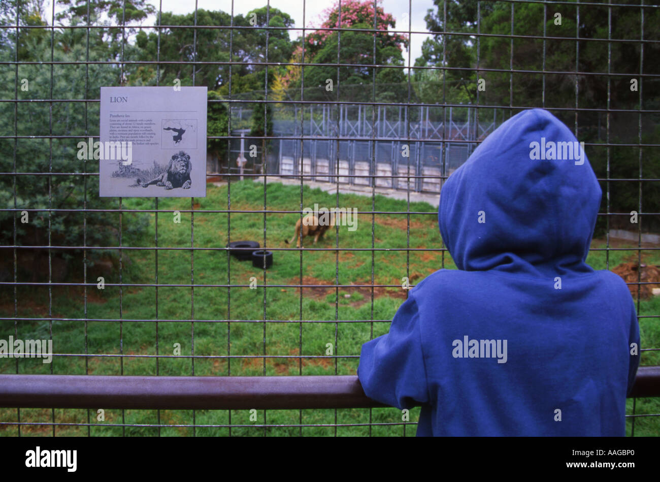 Niño en el Gabinete de León del Zoológico de Melbourne Victoria Australia Foto de stock