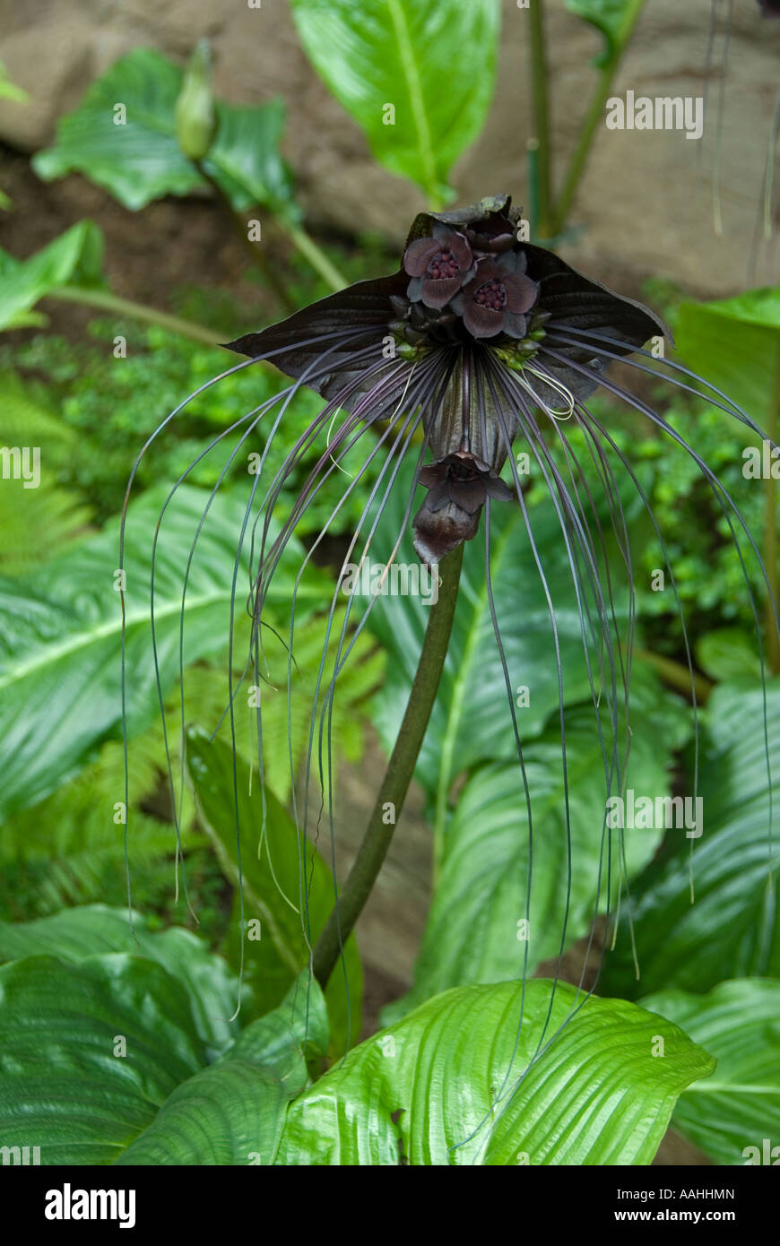 Flor de murciélago negro fotografías e imágenes de alta resolución - Alamy