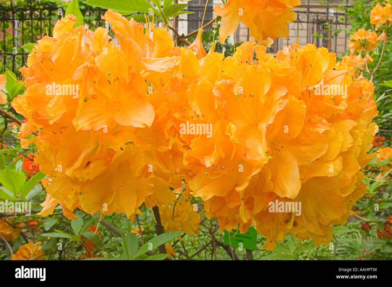 Azalea naranja 'Christopher Wren' blooming Rhododendron Fotografía de stock  - Alamy
