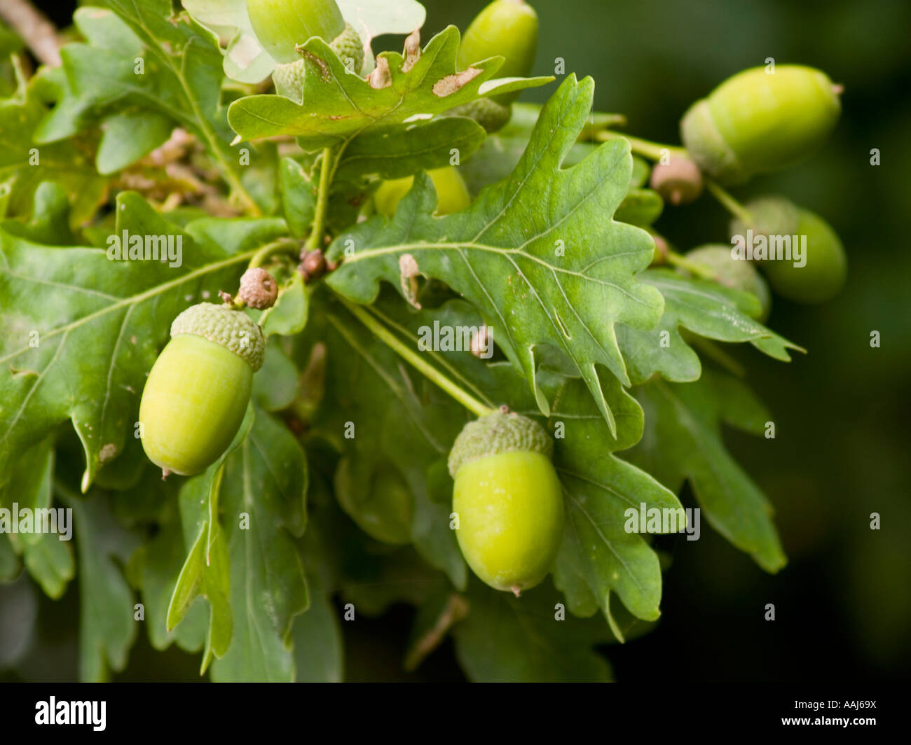 Recién creciendo las bellotas de la encina Quercus robor Inglés o roble común Foto de stock