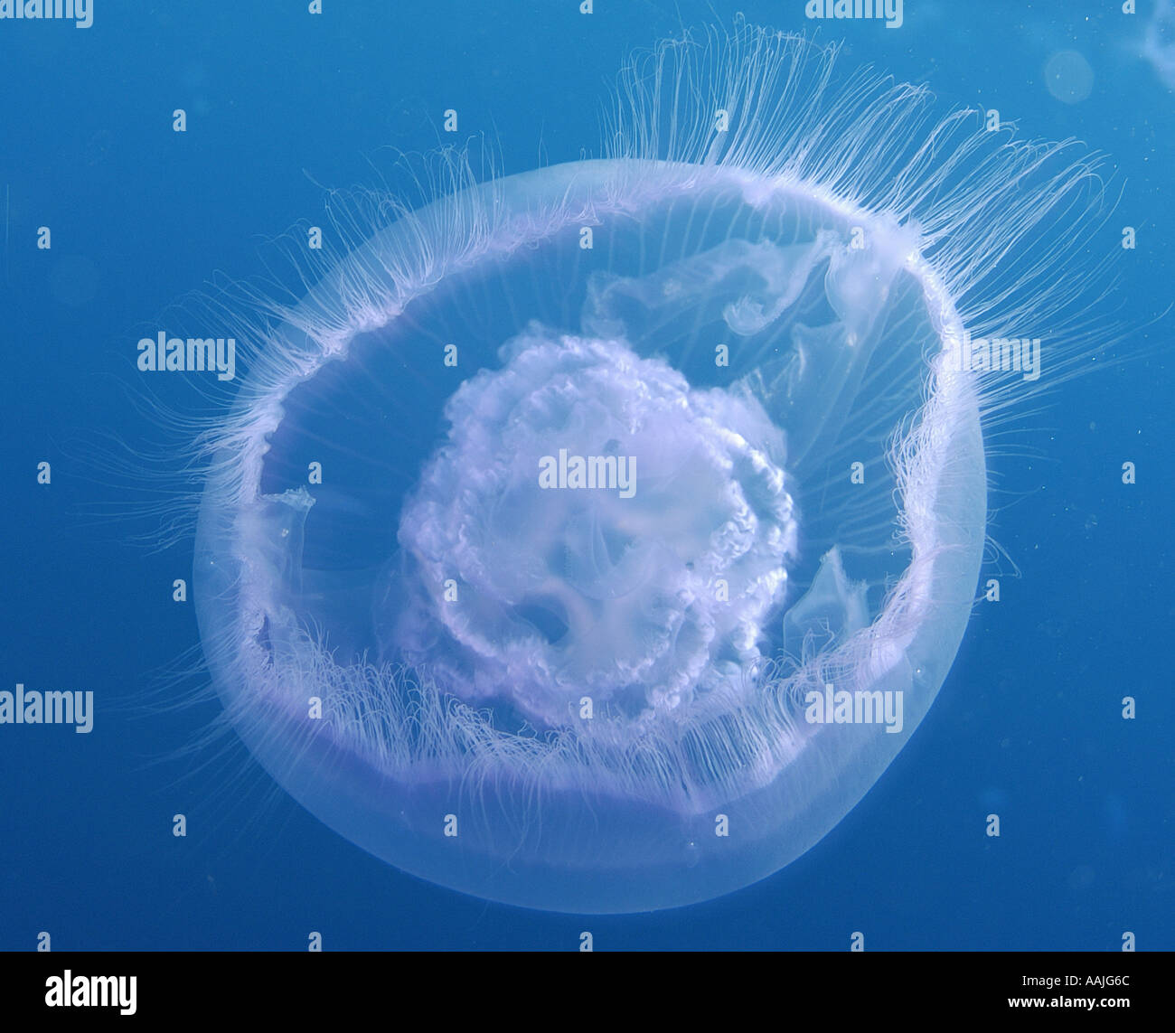 Luna medusa Aurelia aurita es una común inofensivas medusas hemisferio norte Foto de stock