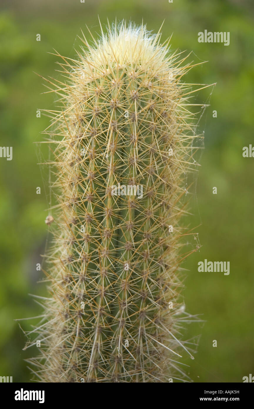 Un cactus (plural de los cactus, cactus o cactus) es cualquier miembro(03)