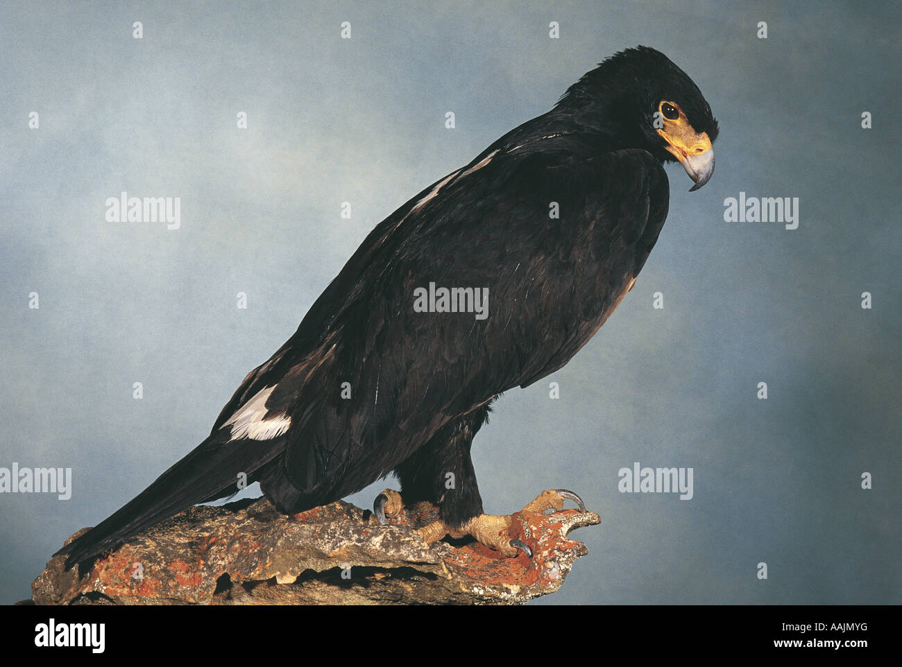 águila negra fotografías e imágenes de alta resolución - Alamy