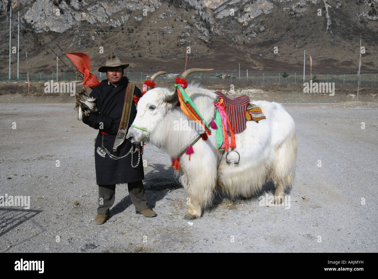 Cazador tibetano,de Jiuzhaigou, Sichuan, China mantiene la pistola y hawk con yak blanco en invierno Foto de stock