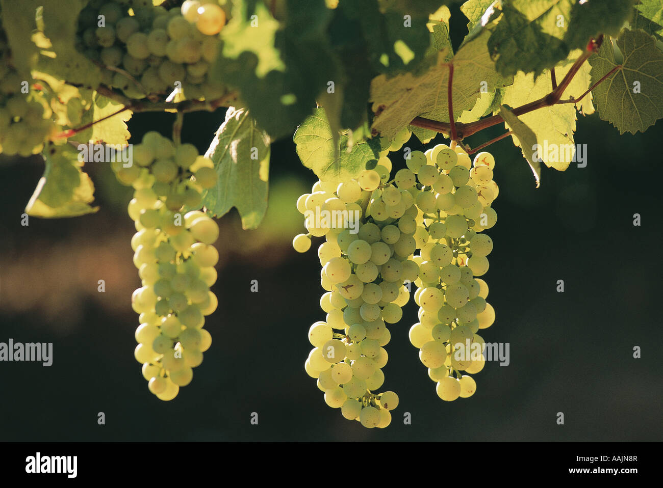 Las uvas para el vino Vino viñas crecen en Western Cape Sudáfrica Foto de stock