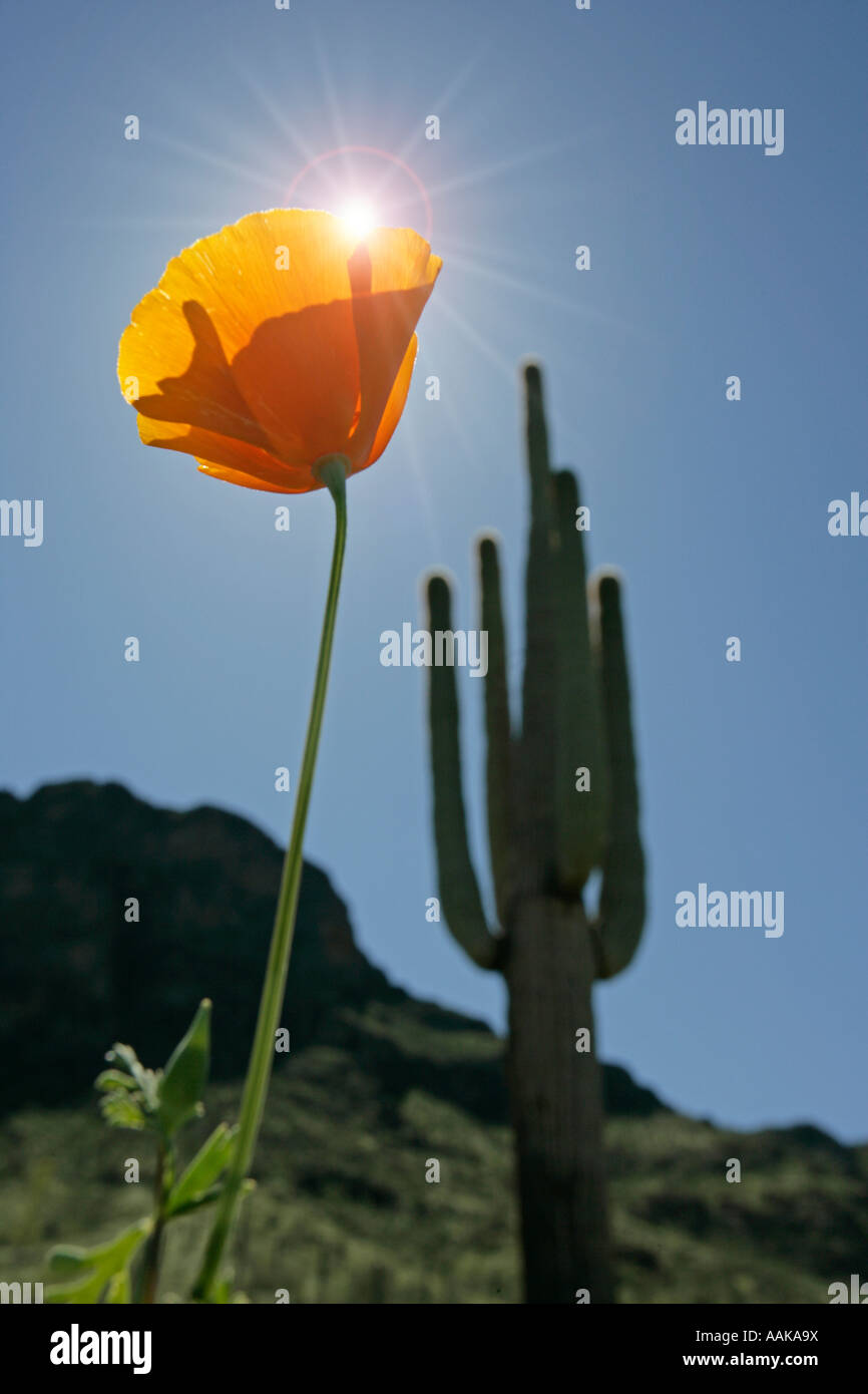 Un Chicalote florece junto a un cacto saguaro Pico Picacho en Arizona, EE.UU. Foto de stock