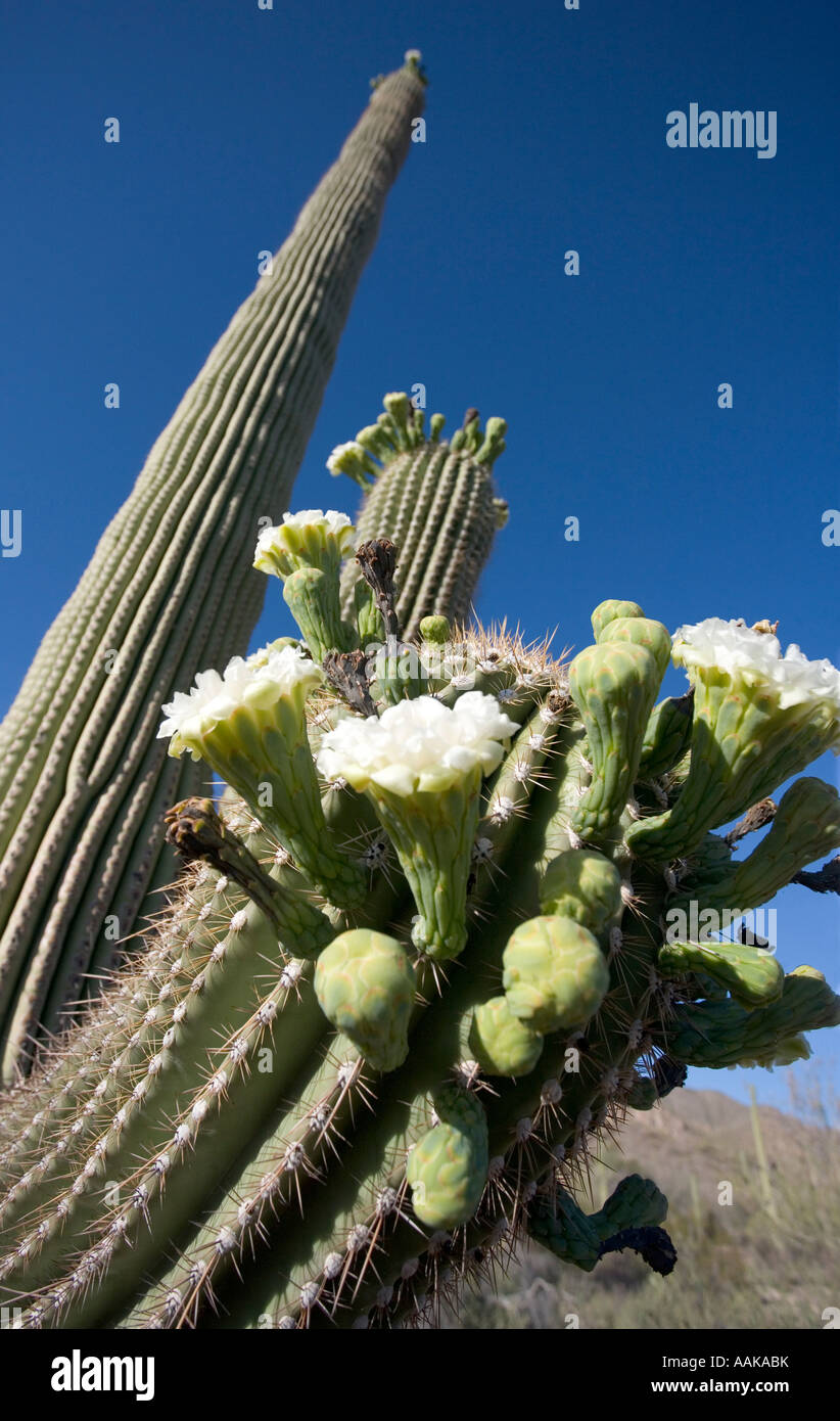 Las flores de los cactus saguaro florece en el Parque Nacional de Saguaro Tucson, Arizona, EE.UU. Foto de stock