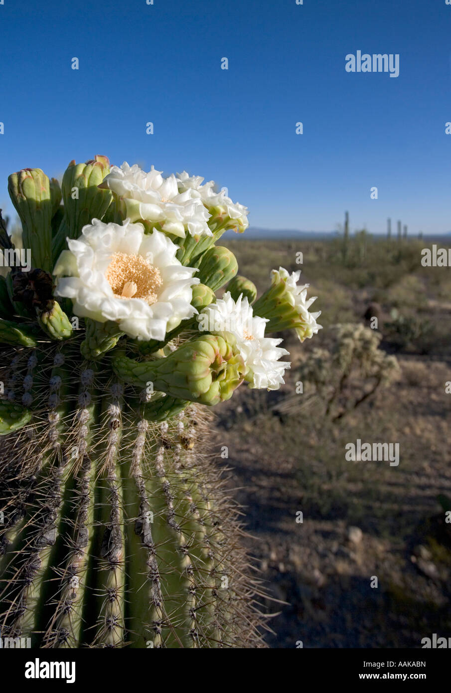 Un cacto saguaro en flor en Tucson Arizona s Saguaro National Park West Foto de stock