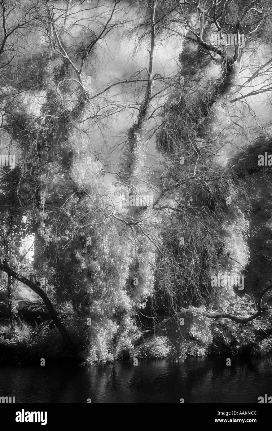 Un frondoso bosque escena capturada en granulado blanco y negro infrarrojo demostrando el efecto madera. Foto de stock