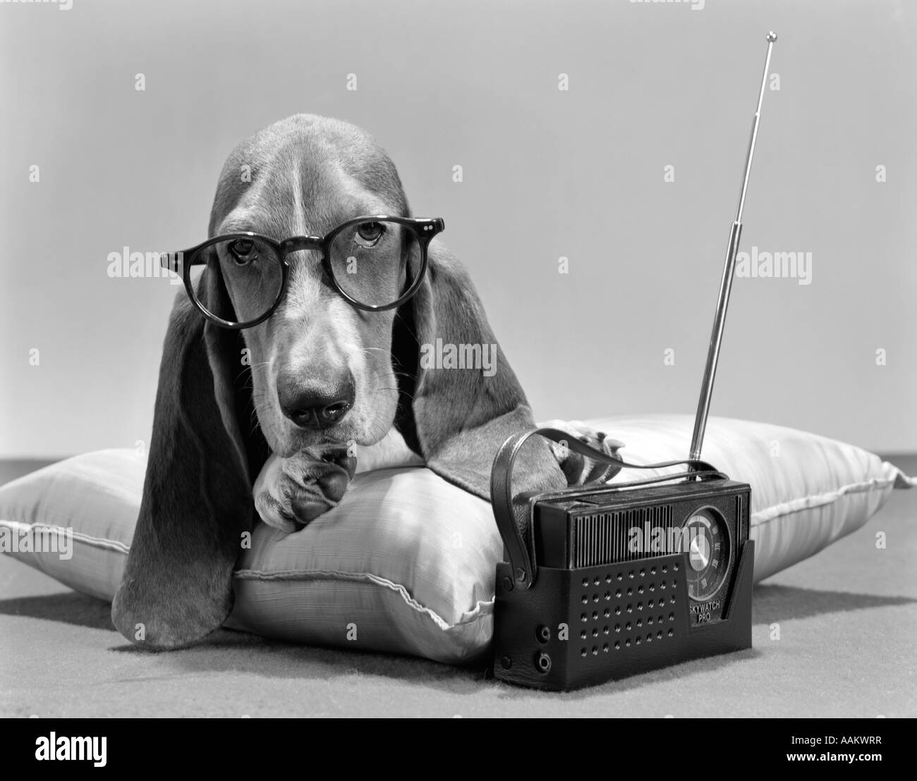 Basset Hound llevar gafas en la almohada escuchando radio transistor  PERSONAJE Fotografía de stock - Alamy