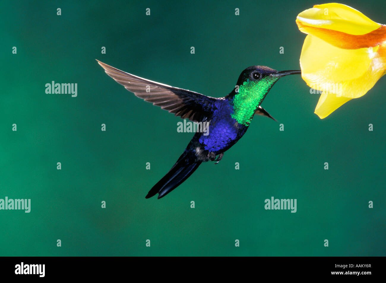 Ninfa Thalurania colombica CORONADO MADERA ALIMENTACIÓN COLIBRÍ COSTA RICA Foto de stock