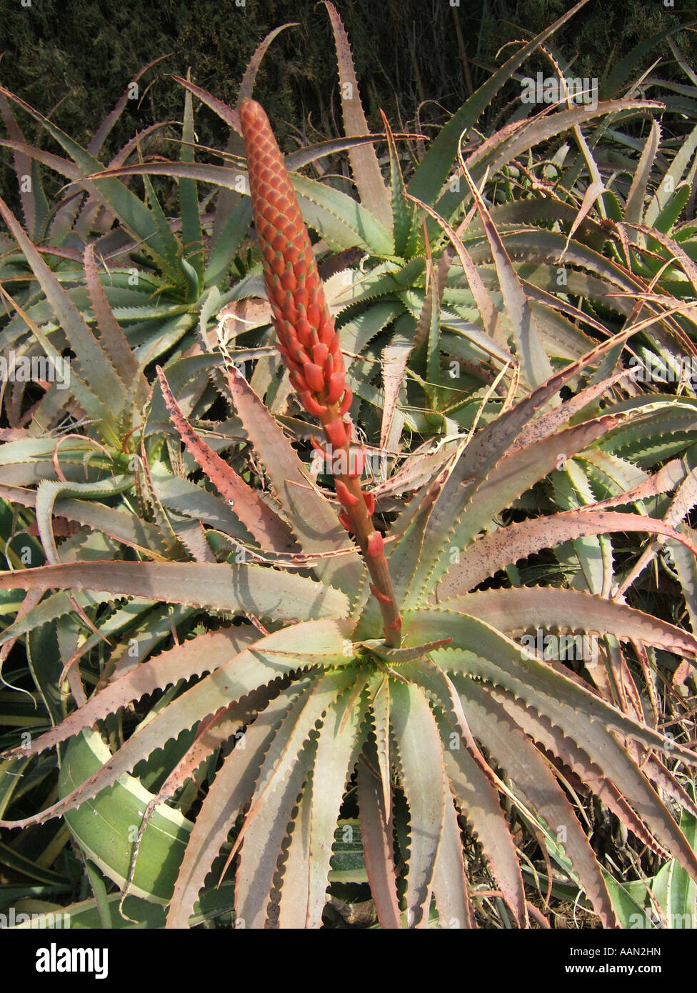 Flor de la planta de Aloe Vera Fotografía de stock - Alamy