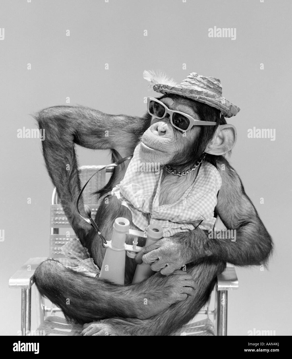 1960 Mono chimpancé llevar sombrero gafas de sol Prismáticos sentado en la  silla de playa Fotografía de stock - Alamy
