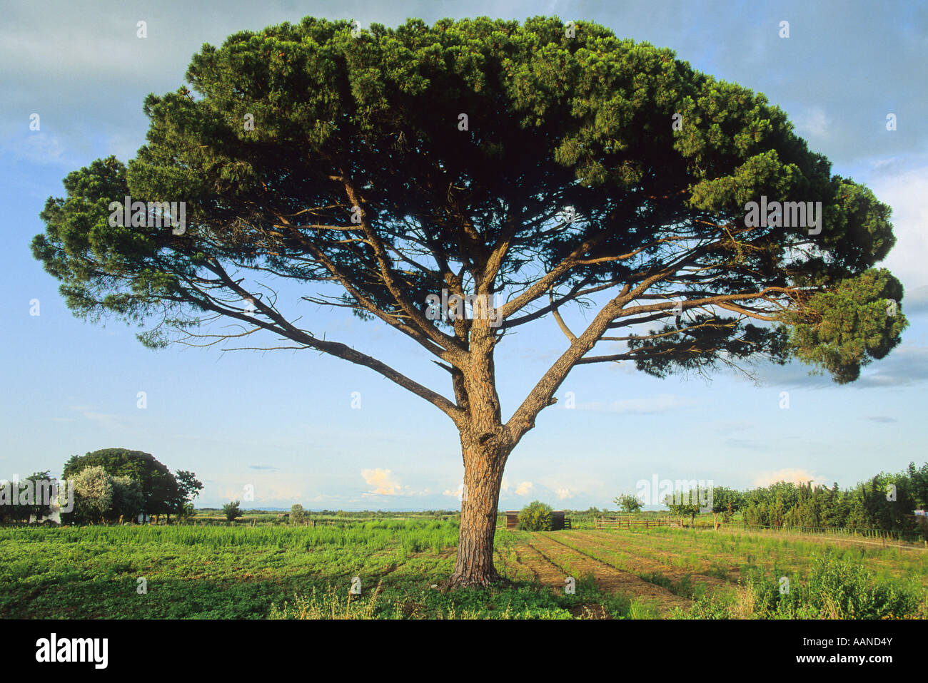 Pino de piedra o El Pino Italiano o sombrilla de pino ( Pinus pinea) árbol Foto de stock