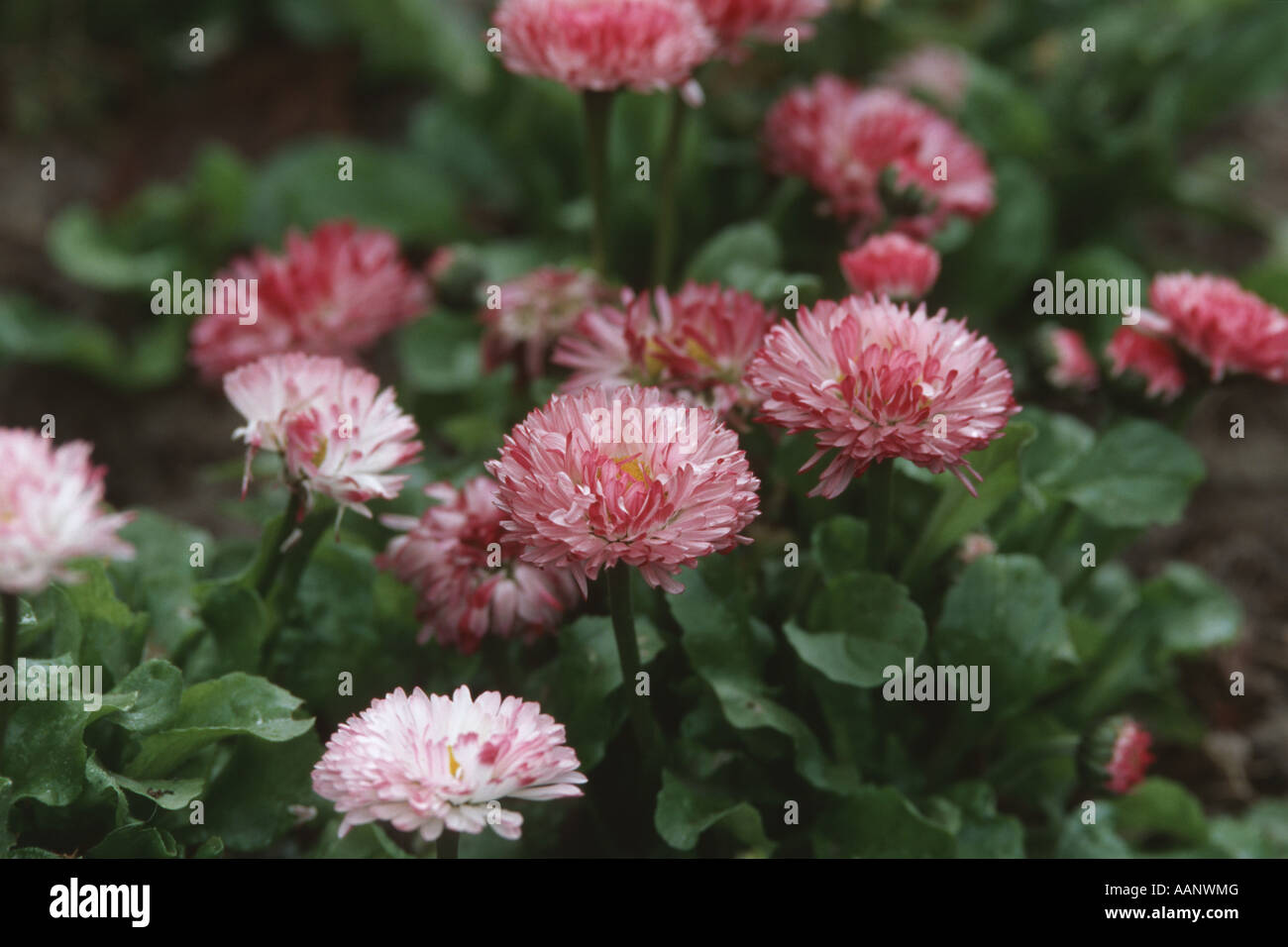Daisy común, césped, Margarita (Bellis perennis margarita en inglés
