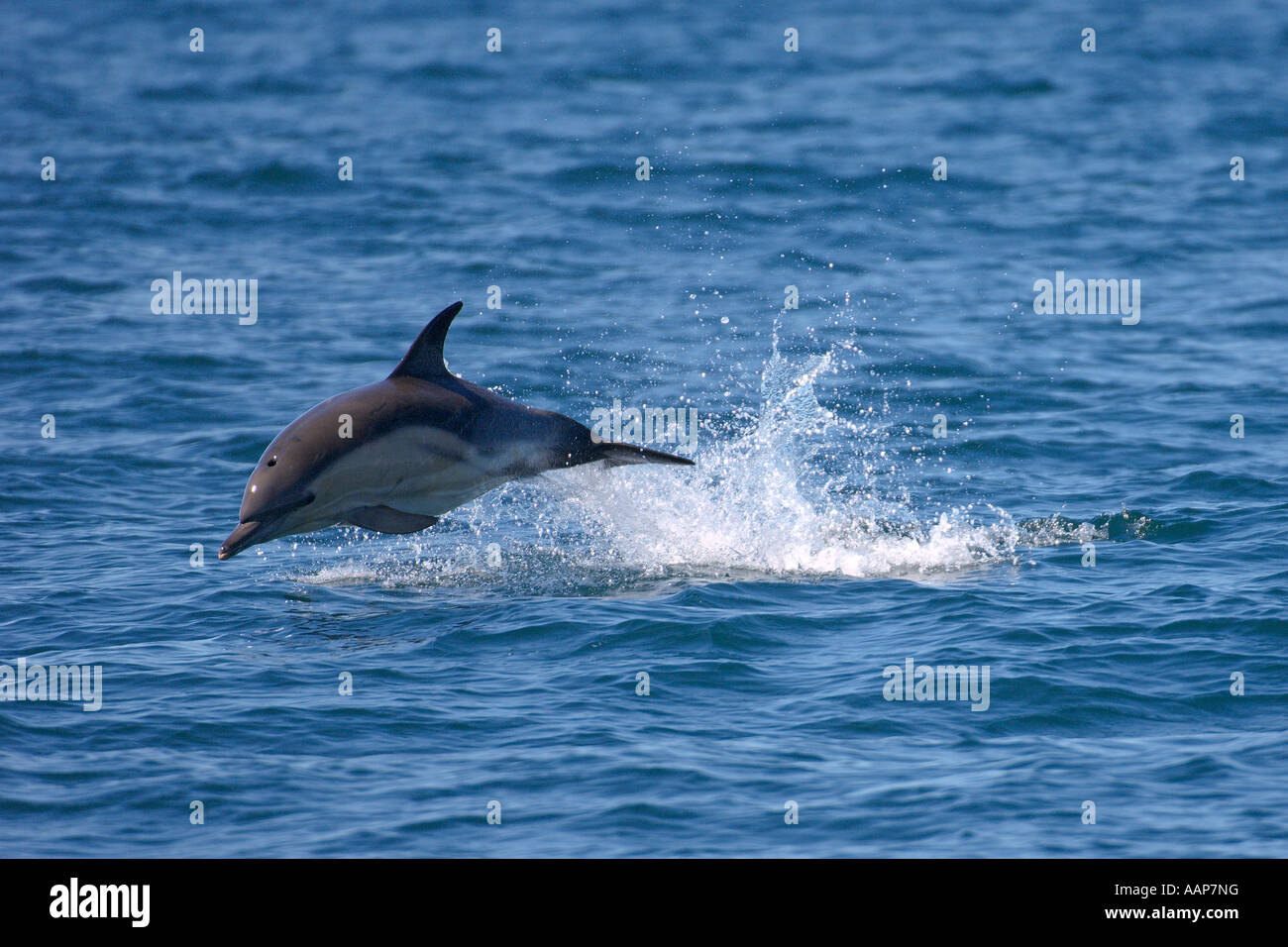 Cortocircuito picuda delfín común Delphinus delphis infringir cerca de la isla de Coll Escocia Junio Foto de stock