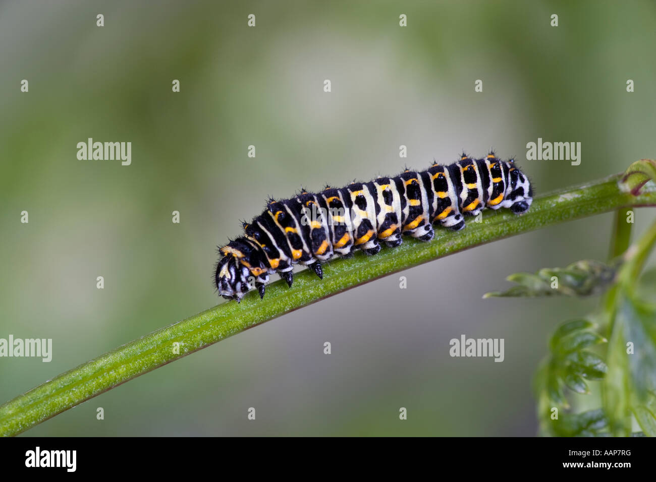 Especie Papilio machaon larvas con agradable fondo desenfocadas. Foto de stock