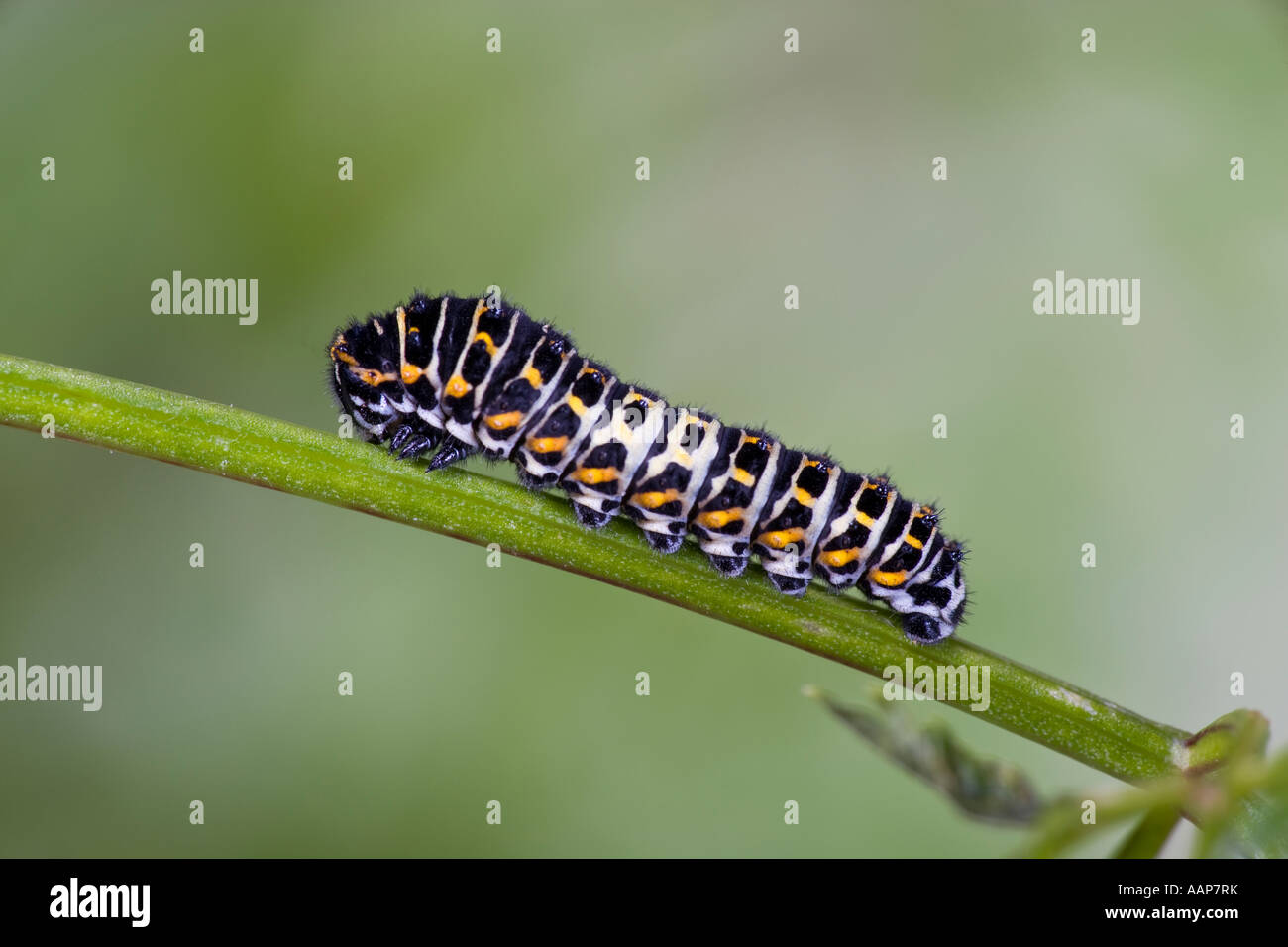 Especie Papilio machaon larvas con agradable fondo desenfocadas. Foto de stock